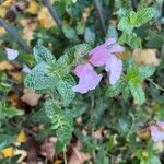 Salvia microphyllaFlor