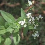 Stevia ovata Flor