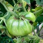 Solanum lycopersicum Fruit