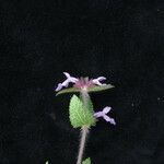 Stachys melissifolia Hábito