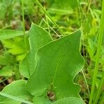 Smilax herbacea ഇല