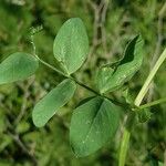 Vicia bithynica Φύλλο