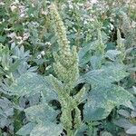 Amaranthus retroflexus 花