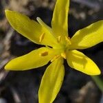 Narcissus cavanillesii Květ