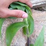 Tradescantia ambigua Bark