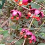 Euonymus latifolius Ffrwyth