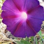 Ipomoea purpurea Flors