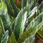 Cycas revoluta Φύλλο