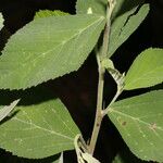 Sida rhombifolia Blatt