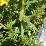 Saxifraga aizoides Fuelha