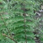 Caesalpinia decapetala Frunză