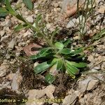 Saxifraga mutata Habitatea