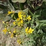 Hypericum linariifolium Flor