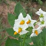 Solanum tuberosum Blüte