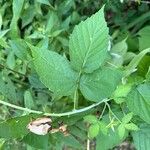 Rubus occidentalisFeuille