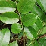 Pterocarpus soyauxii Levél