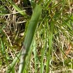 Luzula campestris Leaf