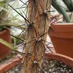 Rhodocactus grandifolius Escorça