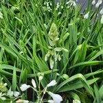 Ornithogalum candicans Hoja