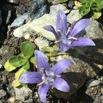 Campanula cenisia Habitatea