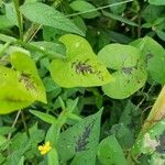 Persicaria virginiana Folha