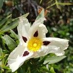 Cistus ladanifer Квітка