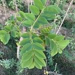 Gliricidia sepium Leaf