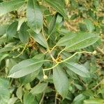 Photinia serratifolia Blad