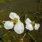 Sagittaria lancifolia Blüte