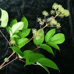 Aralia cachemirica Агульны выгляд