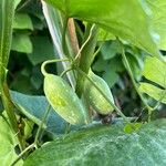 Trichosanthes cucumerina Frucht