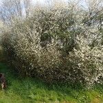 Prunus spinosa Hábito