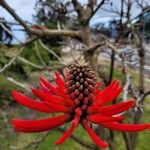 Erythrina flabelliformis Цвят