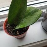 Hoya australisFuelha