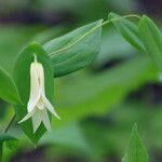Uvularia perfoliata 花