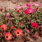 Dorotheanthus bellidiformis Hábito