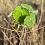 Abutilon mauritianum Levél