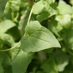 Maurandya barclayana Hoja