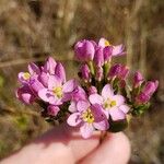 Centaurium erythraeaЦветок