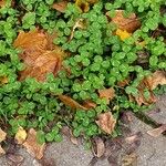 Trifolium repens Ostatní