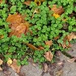 Trifolium repens Outro