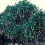 Pandanus utilis आदत