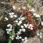 Saxifraga cervicornis Flower