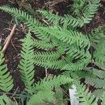 Pteris fauriei Blatt