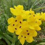 Arnebia pulchra Virág
