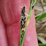 Carex panicea Blüte