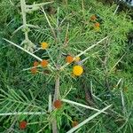 Vachellia nilotica Цветок