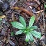 Vochysia guianensis Lapas