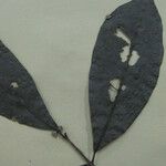 Neea floribunda Other