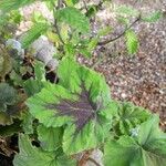 Pelargonium tomentosum Blatt